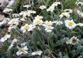 Achillea barrelieri